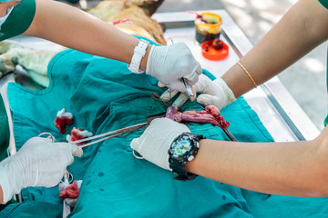 Animal surgical sterilization  by veterinary