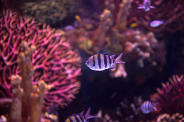aquarium with colorful fishes