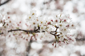 Cherry blossom (sakura) in Japan