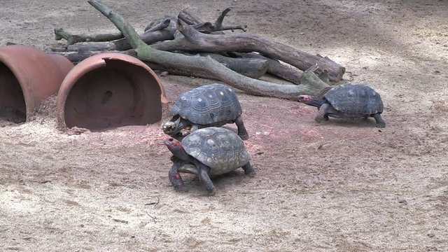 Group of Red-footed tortoise walk in an enclosure scene. The animals look around and walk out of the frame. Branches and vases in the background. Animals in captivity. 