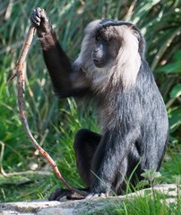 Lion Tailed Macaque 