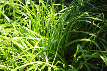 Green grass, sunny day, lawn, landscape design. Hello summer. Selective focus, place for text.