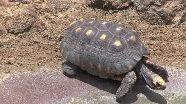 Close up of Red-footed tortoise walking on the sand scene. The animal looks around and walks out of the frame. Animal in captivity. Video recorded in Southeast of Brazil. 