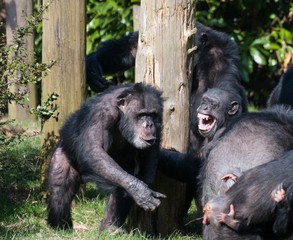 Chimpanzees playing in a group