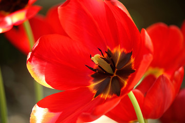 Red tulips flowers in the field, spring, nature wakes up. Close up, side view.