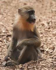 Mandrill 