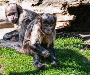 Buffy Headed Capuchins