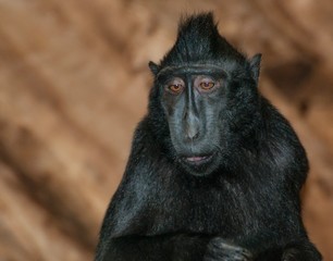 Sulawesi Crested Macaque 
