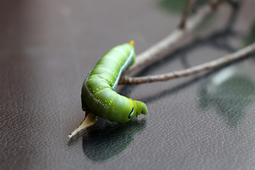 Oleander hawkmoth caterpillar  (Daphnis nerii, Sphingidae) on the branch of tree.