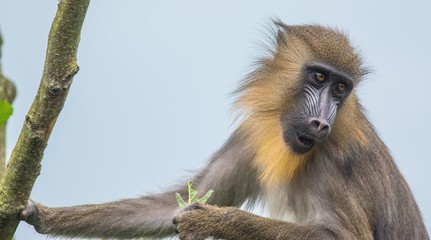 Mandrill 