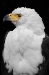 Bald Eagle portrait 
