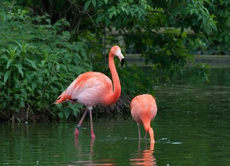 Fototapeta na wymiar Two Pink Flamingos 