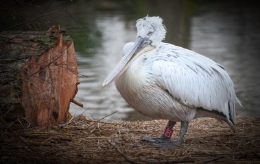 Pelican 