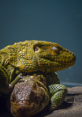 ギアナカイマントカゲ