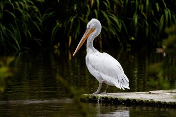 Pelican 