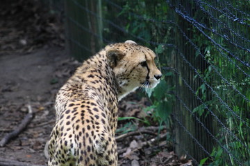 cheetah beard