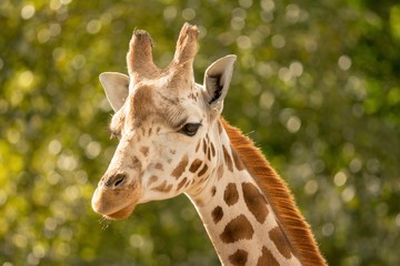 Giraffe 