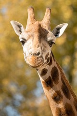 Naklejka premium Giraffe 