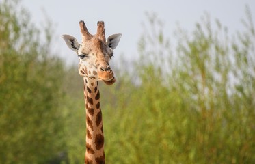 Giraffe