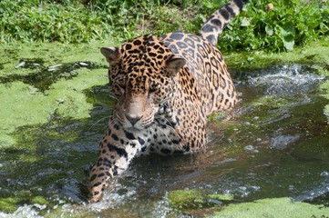 Jaguar jumping in a pool