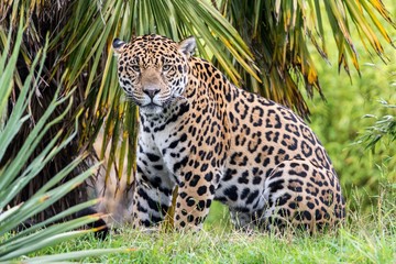 Jaguar 
