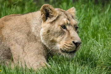 Female Lion
