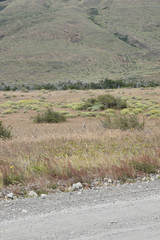Fototapeta na wymiar Zorro gris patagonico en el parque nacional los glaciares