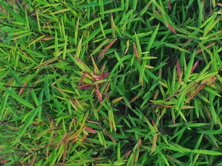 Clump of grass
