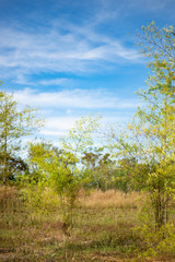 Fototapeta premium Bamboo plants with blue sky.
