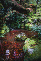 Autumnal leaves on the water