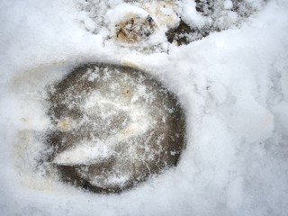Horse hoof print from ice.