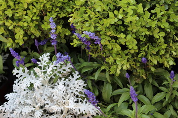 Flores