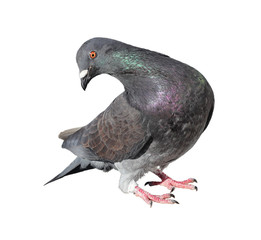 Pigeon, Rock Dove, Isolated on a White Background