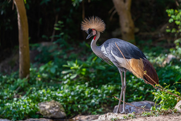Grey crowned crane standing and looking forward © phichak