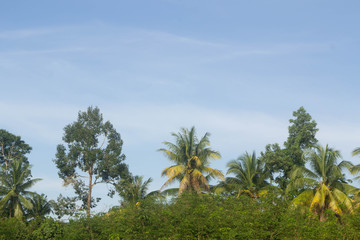 Fototapeta na wymiar coconut trees and blue sky