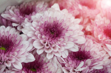 Beautyful white and puple mums flowers is blooming in pot at flower market with blur background,chrysanthemum