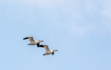 Synchronized Flight for These Snow Geese in Baie Du Fèvre, Québec, Canada