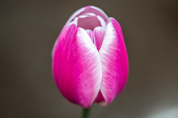 Bi-color Tulip with a Soft Dark Bokeh Background in Laval, Quebec, Canada