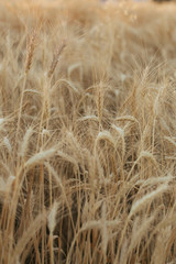 Wheatfield closeup in the evening.