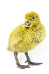 Yellow ducklings standing on a white background.