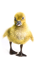 cute duck standing on whites backgrounds.