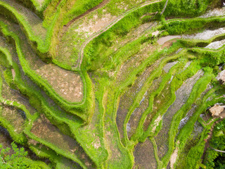 Oblique view of Wet Green Rice Paddy Fields at Tegalalang, Bali 