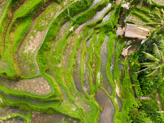 Oblique view of Wet Green Rice Paddy Fields at Tegalalang, Bali 