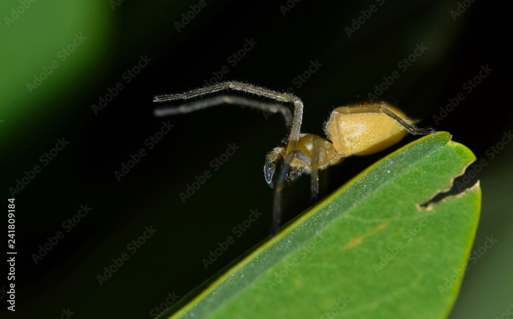 Wall mural Yellow Sac spider rearing up in attack mode on a tree leaf while it was out hunting one night in Houston, TX. These spiders are mildly poisonous.