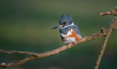 Belted Kingfisher