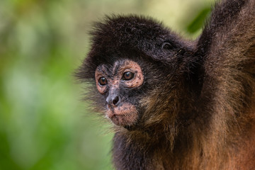 Spider Monkey in Costa Rica  © Harry Collins