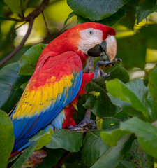 Scarlet Macaw in Costa Rica  © Harry Collins