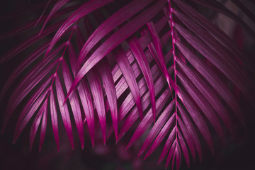 Deep dark purple colored palm leaves pattern. Creative layout, toned image filter effect