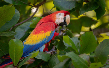 Scarlet Macaw in Costa Rica  © Harry Collins