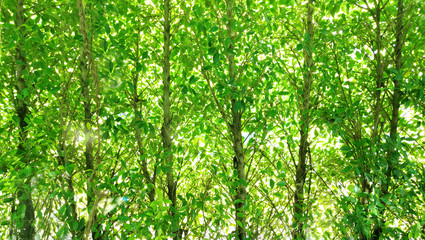 Wall tree in garden .background concept